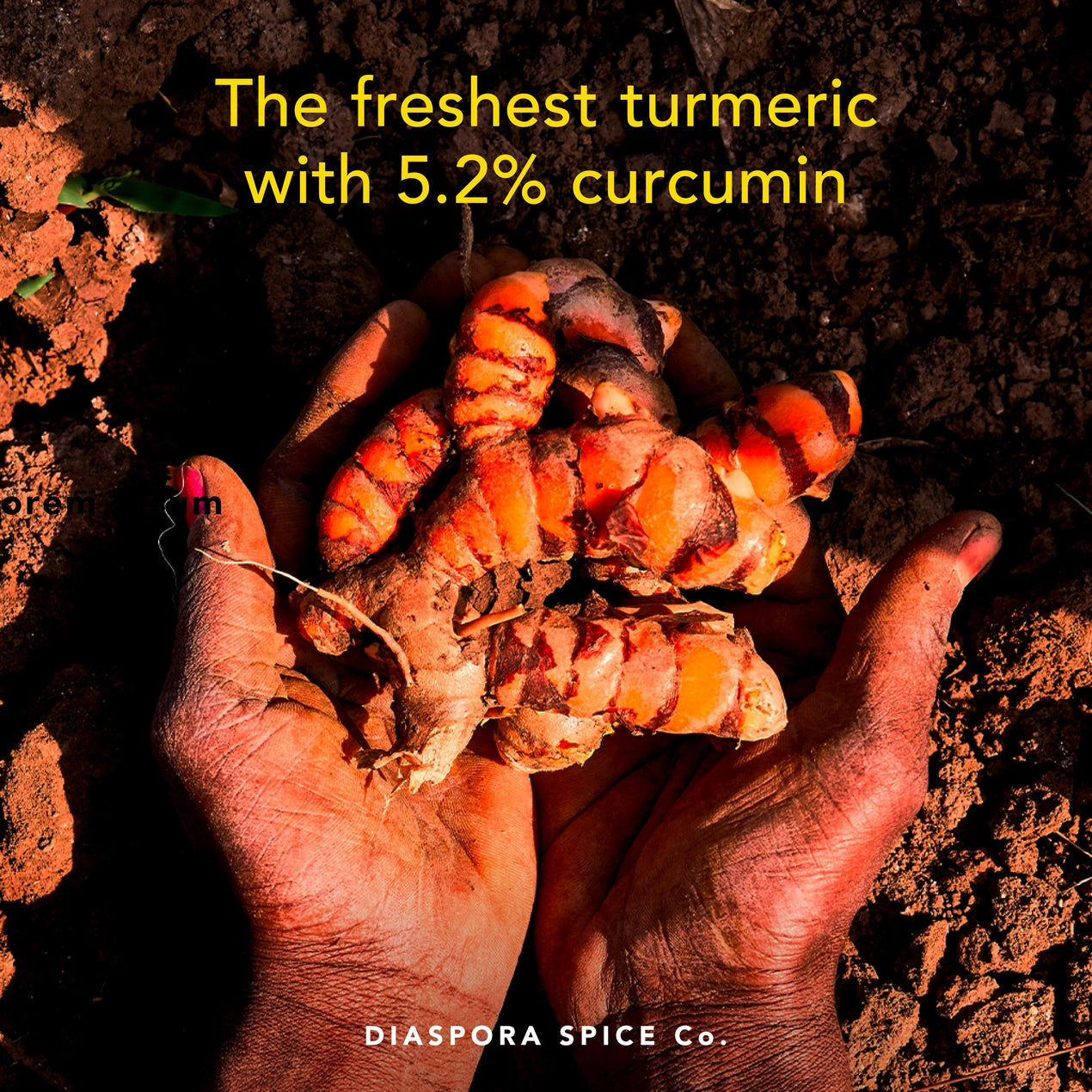 Diaspora Spice Co. - Pragati Turmeric (Powder) 48g Tin - Oakland, CA